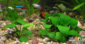 Аквариумное содержание Анубиаса нана