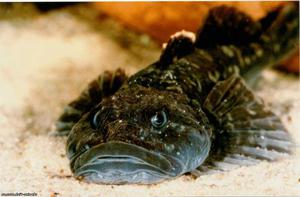 Характеристика морского бычка