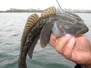 Ловля морского бычка