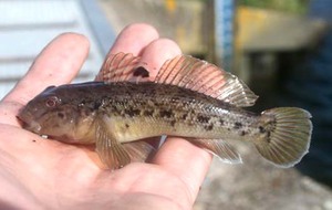 Виды морского бычка