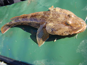 Черноморский бычок-мартовик