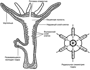 Кишечнополостный полип - еще одно название гидры пресноводной