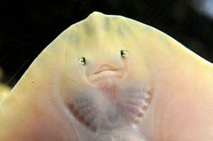 Внешность рыбы кот