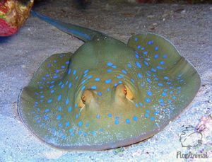 Как питается рыба кот