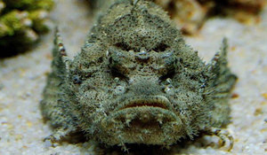 Бородавчатка — рыба-камень океанов: облик, среда обитания и особенности