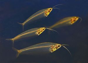 Стеклянный сом - особенности содержания в аквариуме