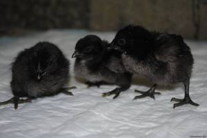 Цыплята аям цемани фото