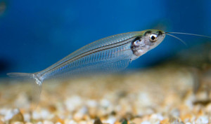 Как выглядит двуусый стеклянный сом