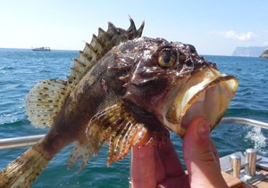 Ловля скорпены