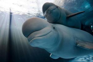 Белуха с потомствои