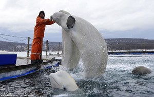 Тренировка белухи
