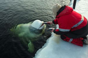 Кормление белухи