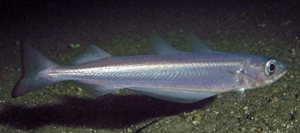 Путассу  - рыба семейства тресковых