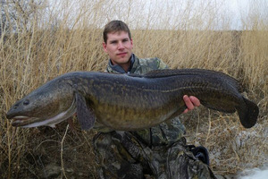 Рыба налим относится к тресковым