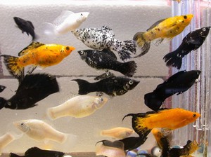 Разведение гуппи фото