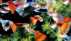 Разновидности гуппи фото