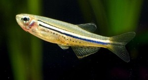 Данио точечный