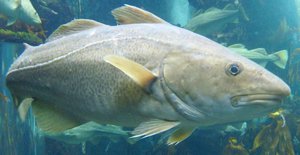 Питание атлантической трески - хищной рыбки