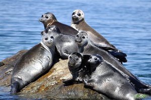 Байкальская нерпа