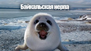 Байкальская нерпа: образ жизни и особенности уникального тюленя Байкала