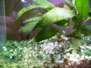 Борьба  с водорослями в аквариуме