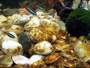 Водоросли в аквариуме