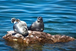 Чем питается нерпа на Байкале