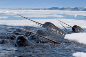 Нарвалы предпочитают проводить время не по одиночке, а в группах