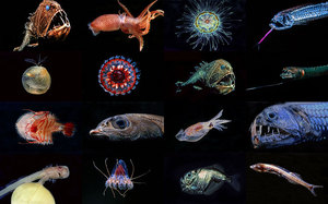 Глубоководный мир океана