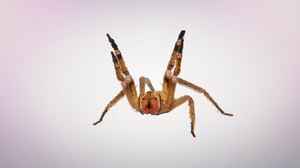 Банановый паук - отличительные особенности