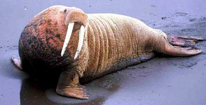 Где живёт и чем питается атлантический морж?