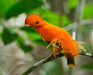 Экзотические птицы: виды и описание