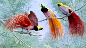 Экзотические птицы:   описание