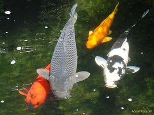 Разноцветные японские карпы
