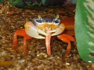 Радужный краб  кушает креветку
