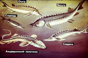 Какие рыбы относятся к семейству осетровых