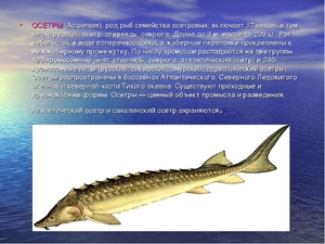 Семейство осетровых