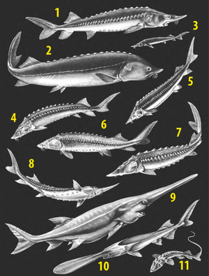 Разновидности осетровых