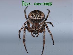 Крестовик: виды, особенности и образ жизни паука-крестоносца