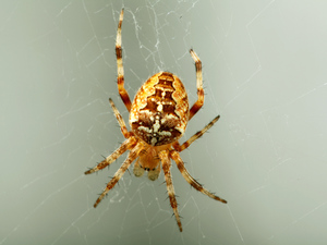 Как плетен паук паутину