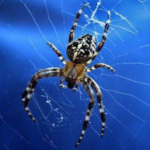 Питание крестовика