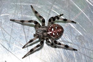 Как плетен паутину крестовик