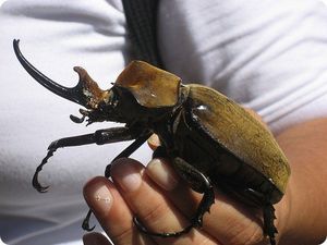 Где обитают жуки носороги