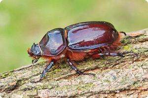 Чем питается жук-носорог: рацион и образ жизни