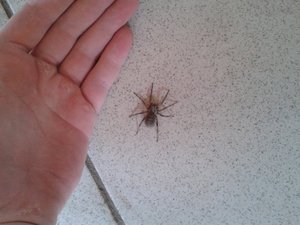 Виды домашних пауков