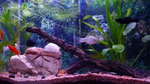 Аквариум с рыбками