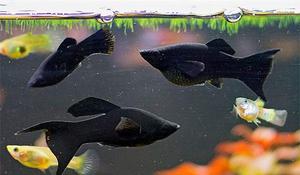 Разведениее моллинезий