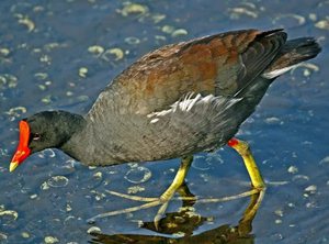 Внешний вид камышницы