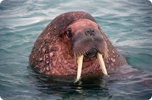 Зачем моржам нужны клыки