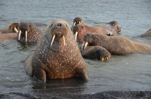 На фото - колония моржей на отдыхе
